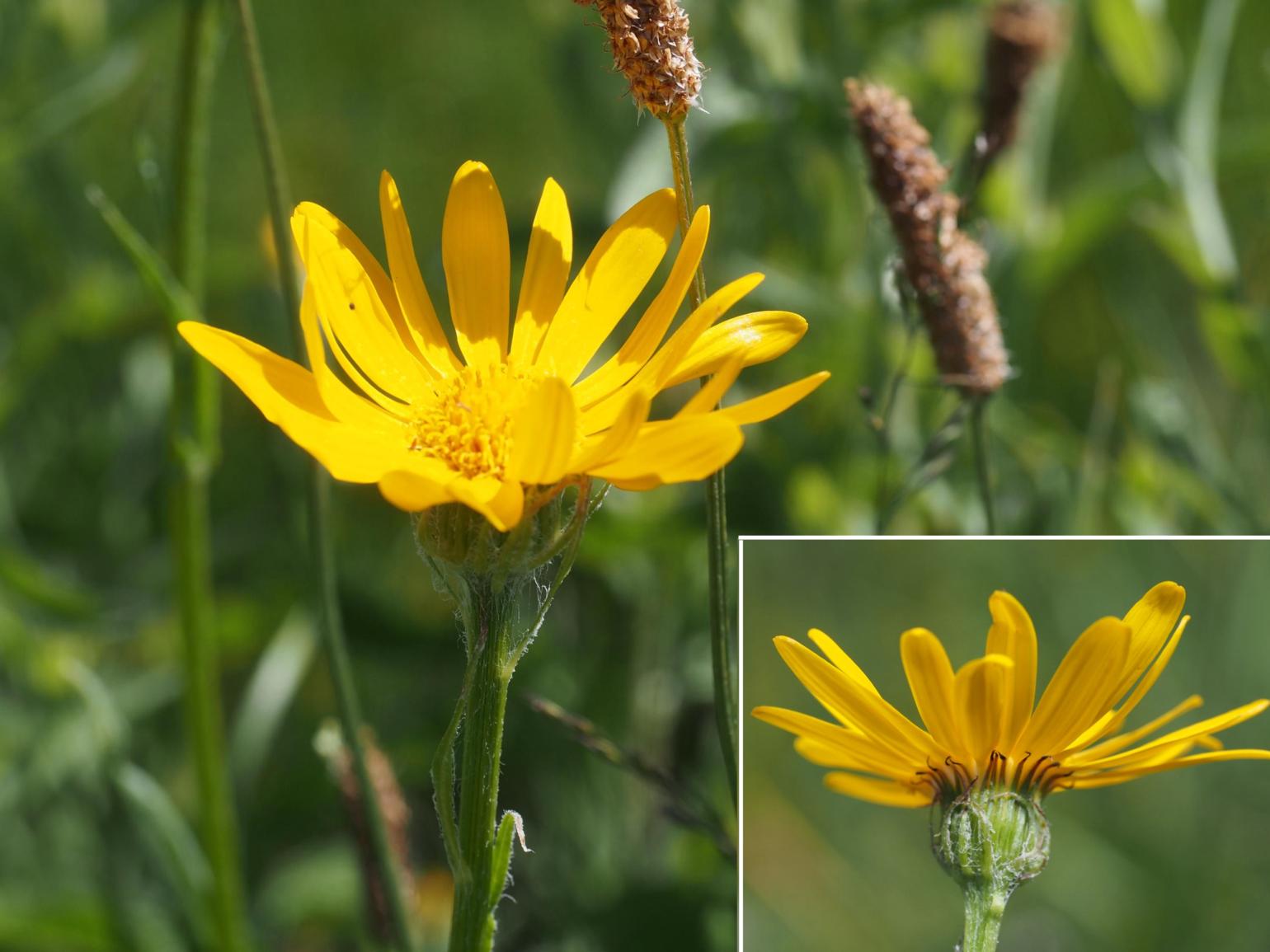 Ragwort, Chamois